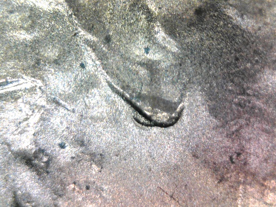 2015-D-LSC-DDO-Double-Ear-Variety-My-Second-One-Found.